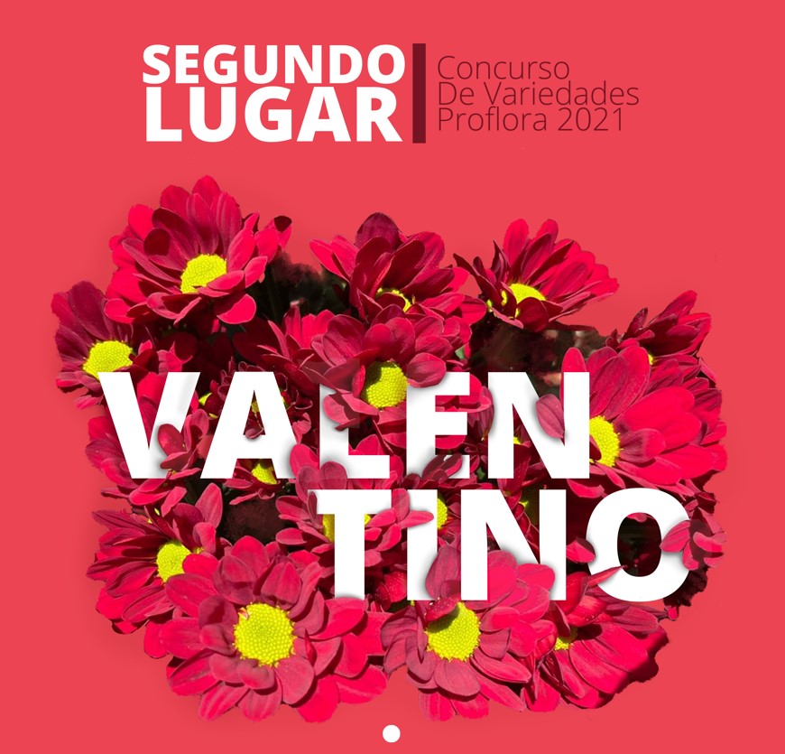 Concurso de variedades 2021 - Silvestres Flowers