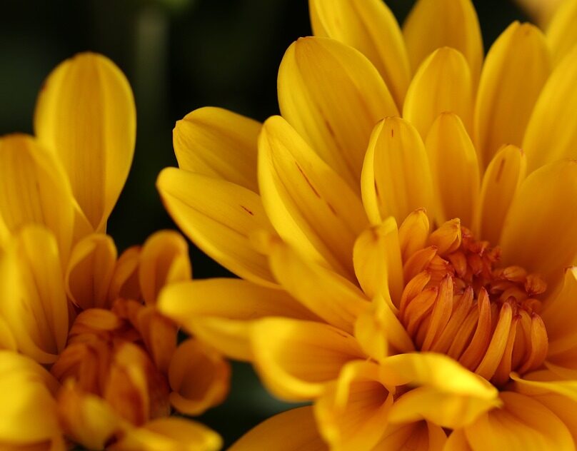 Chrysantemus Tips - Sivlestres Flowers