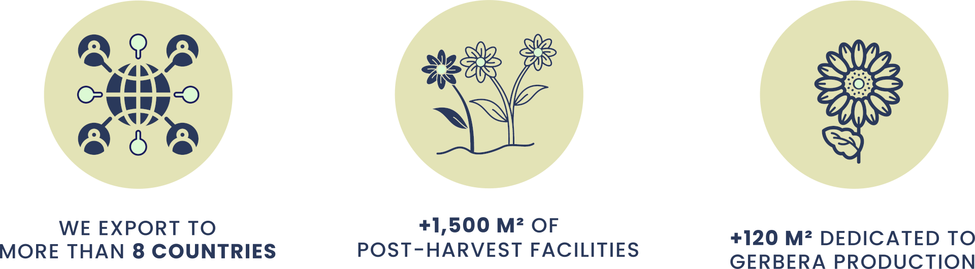 Silvestres Flowers - Regional Presence