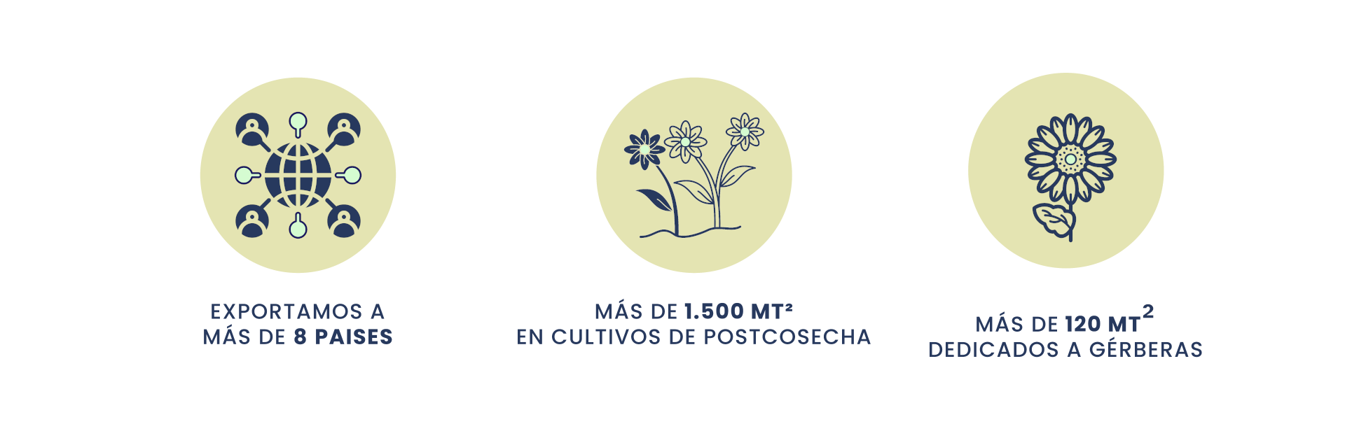 Silvestres Flowers - Presencia Regional
