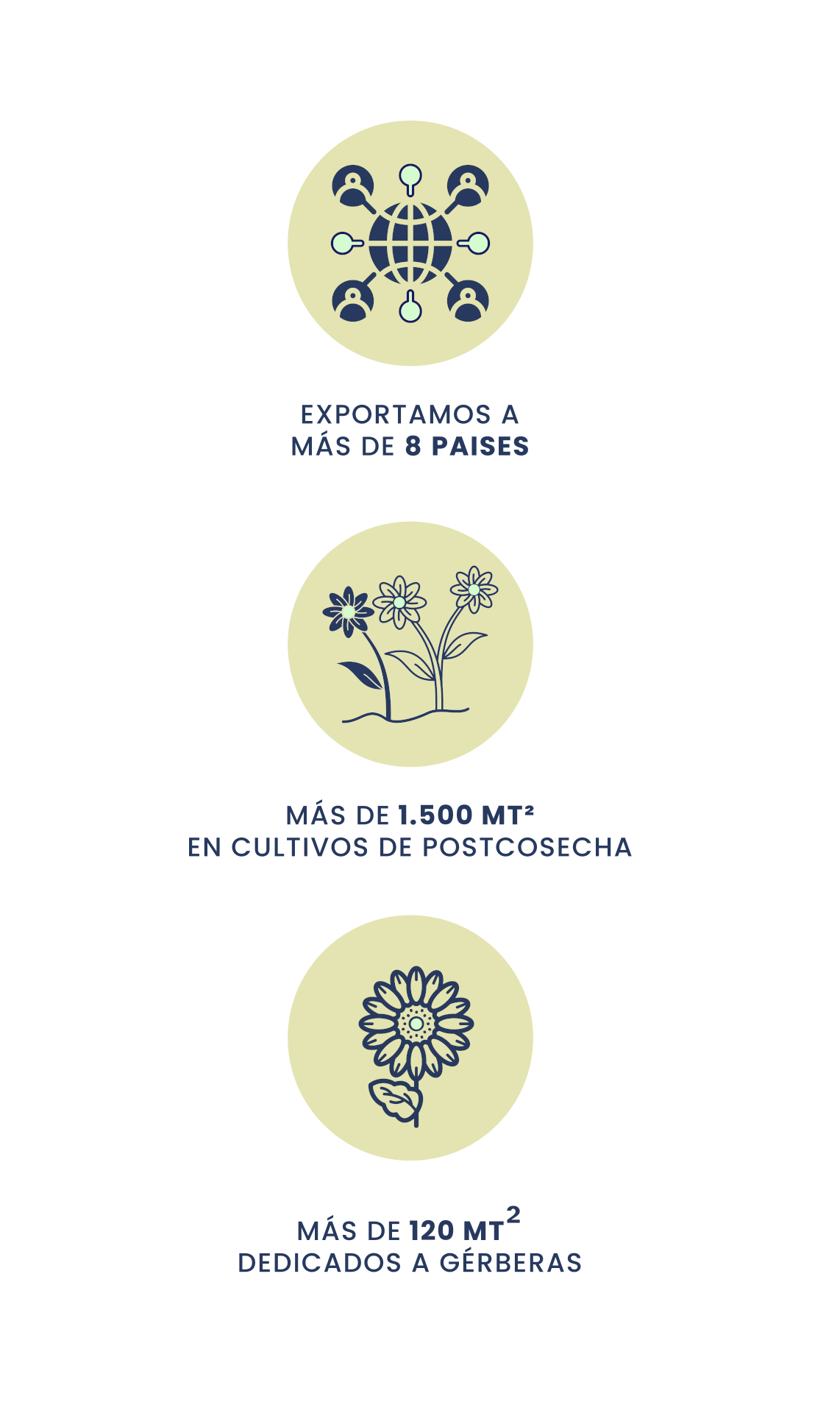 Silvestres Flowers - Presencia Regional