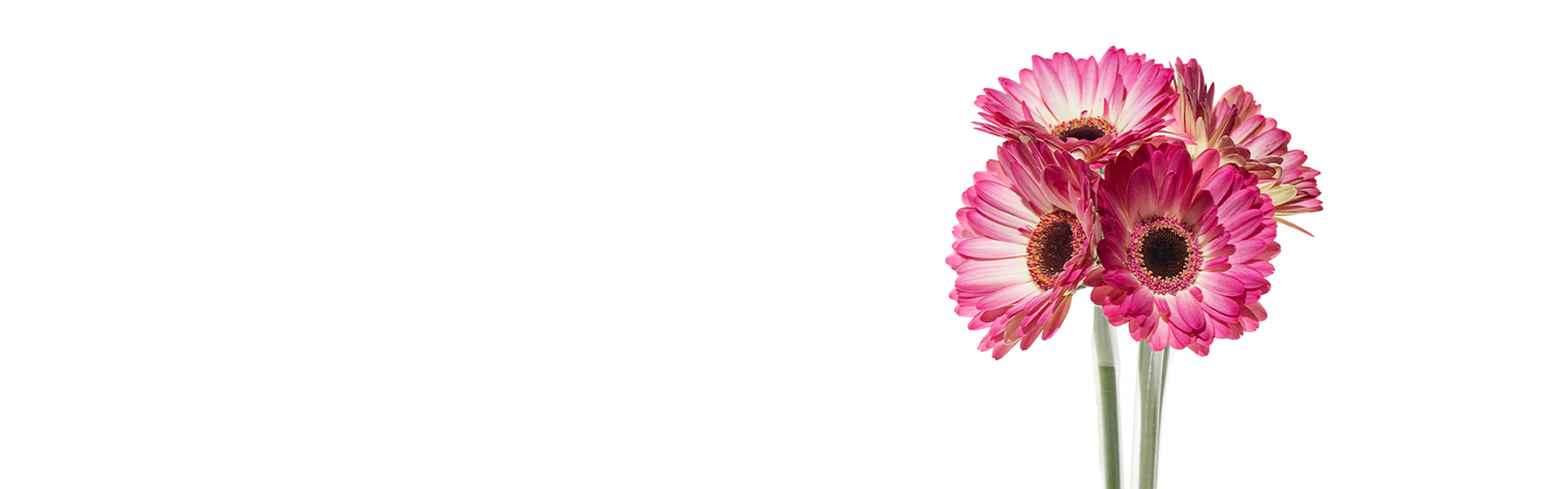 Silvestres Flowers - Banner Slide 1