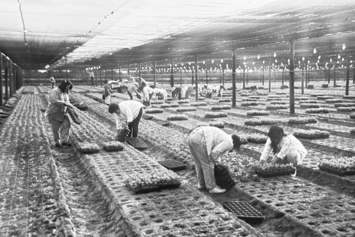Silvestres Flowers - Company