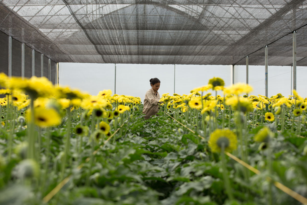 Silvestres Flowers - Finca El Cármen