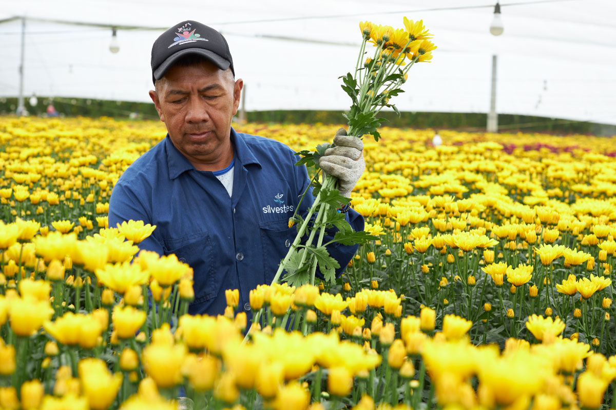 Silvestres Flowers - La Ceja Farm